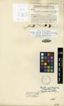 Type specimen at Edinburgh (E). Handel-Mazzetti, Heinrich: 9501. Barcode: E00072593.