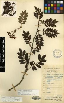 Type specimen at Edinburgh (E). Yu, Tse-tsun: 20071. Barcode: E00072771.