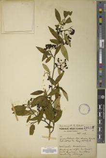 Type specimen at Edinburgh (E). Forrest, George: 19116. Barcode: E00072869.
