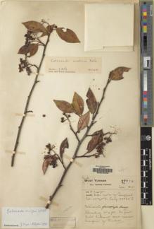 Type specimen at Edinburgh (E). Forrest, George: 27770. Barcode: E00072879.