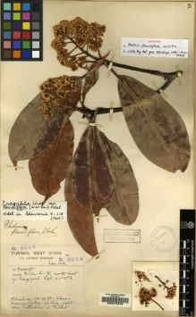 Type specimen at Edinburgh (E). Forrest, George: 9294. Barcode: E00072939.