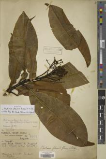 Type specimen at Edinburgh (E). Forrest, George: 7901. Barcode: E00072950.