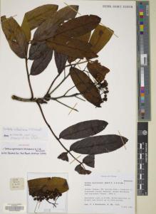 Type specimen at Edinburgh (E). Cox, Peter; Hutchison, Peter: 7122. Barcode: E00073202.