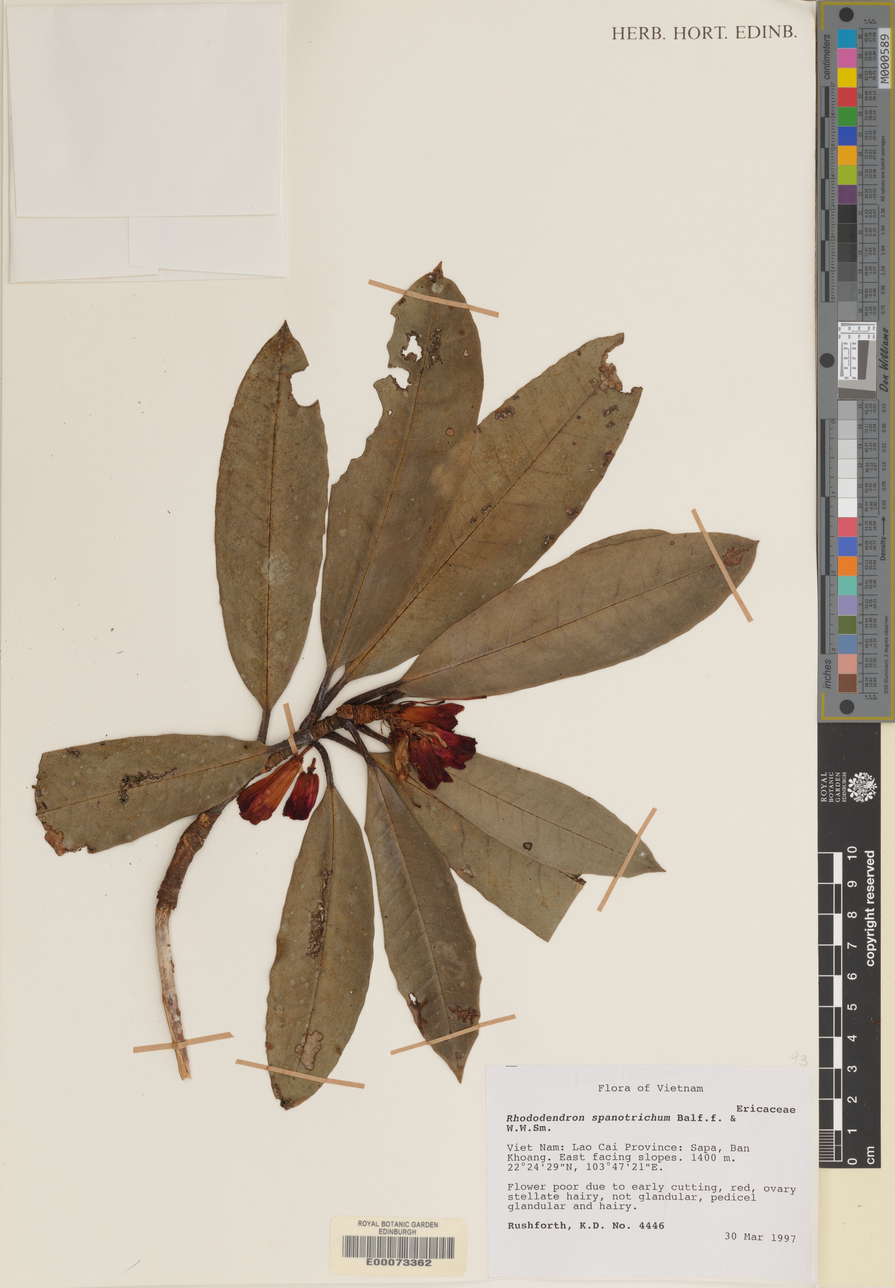 Rhododendron spanotrichum — ảnh 2