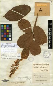 Type specimen at Edinburgh (E). Brown-Lester, J.: 47. Barcode: E00075347.