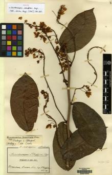 Type specimen at Edinburgh (E). Scheffler, G: . Barcode: E00075353.