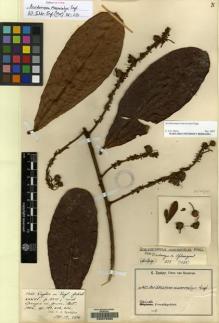 Type specimen at Edinburgh (E). Zenker, Georg: 1403. Barcode: E00075356.
