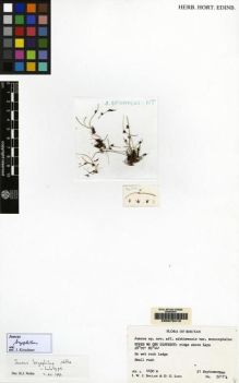Type specimen at Edinburgh (E). Sinclair, Ian W.J. & Long, David G.: 5217B. Barcode: E00075418.