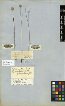 Type specimen at Edinburgh (E). Hooker, Joseph: . Barcode: E00075449.