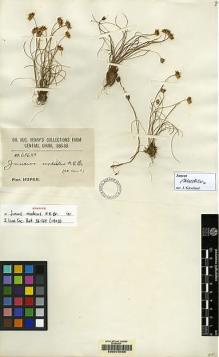 Type specimen at Edinburgh (E). Henry, Augustine: 6868A. Barcode: E00075456.