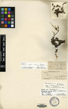Type specimen at Edinburgh (E). Cooper, T.: 682. Barcode: E00075849.