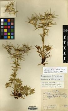 Type specimen at Edinburgh (E). Davis, Peter: 14616. Barcode: E00075946.