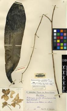 Type specimen at Edinburgh (E). Schlechter, Friedrich: 18709. Barcode: E00075972.