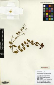 Type specimen at Edinburgh (E). Kitchener, G.: . Barcode: E00076121.