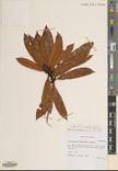 Rhododendron araiophyllum — ảnh 3