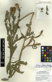Type specimen at Edinburgh (E). Akhani, Hossein: 11704. Barcode: E00076270.