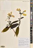 Hydrangea stylosa — ảnh 3