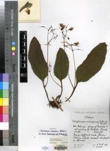 Type specimen at Edinburgh (E). Hilliard, Olive; Burtt, Brian: 6385. Barcode: E00077208.