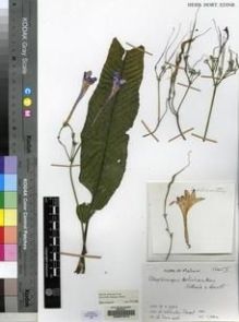 Type specimen at Edinburgh (E). Johnston-Stewart, Nigel: LA CROIX 486. Barcode: E00077214.