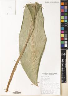 Type specimen at Edinburgh (E). Newman, Mark: 845. Barcode: E00077498.