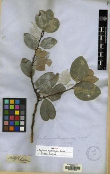 Type specimen at Edinburgh (E). Gardner, George: 1143. Barcode: E00077529.