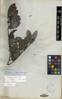 Type specimen at Edinburgh (E). Spruce, Richard: 2284. Barcode: E00077545.