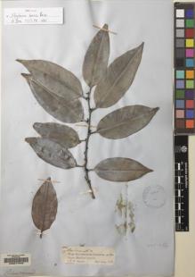 Type specimen at Edinburgh (E). Spruce, Richard: 2284. Barcode: E00077548.