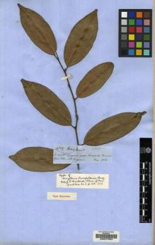 Type specimen at Edinburgh (E). Spruce, Richard: 4329. Barcode: E00077564.