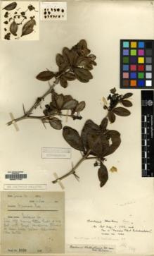 Type specimen at Edinburgh (E). Farrer, Reginald: 1030. Barcode: E00077797.