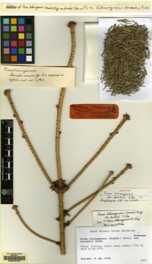 Type specimen at Edinburgh (E). Forrest, George: 6750. Barcode: E00078157.