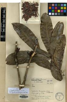 Type specimen at Edinburgh (E). Forrest, George: 27719. Barcode: E00078229.