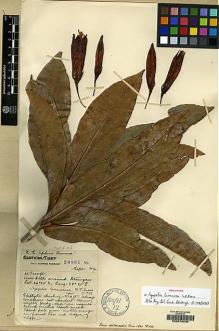 Type specimen at Edinburgh (E). Forrest, George: 24981. Barcode: E00078230.