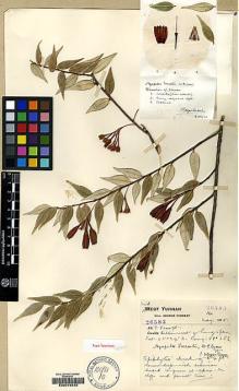 Type specimen at Edinburgh (E). Forrest, George: 26583. Barcode: E00078232.