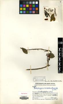 Type specimen at Edinburgh (E). Handel-Mazzetti, Heinrich: 9465. Barcode: E00078234.