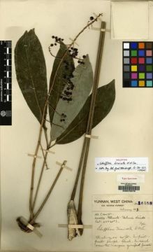 Type specimen at Edinburgh (E). Forrest, George: 16158. Barcode: E00078278.