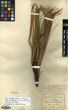Type specimen at Edinburgh (E). Shaw, George: . Barcode: E00078459.