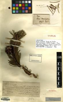 Type specimen at Edinburgh (E). Jeffrey, John: 740. Barcode: E00078524.