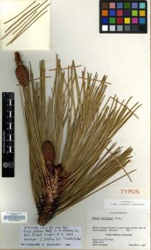 Type specimen at Edinburgh (E). Alava, Reino; Alava, Aloha; Bacigalupi, Rimo: 2439-A. Barcode: E00078570.