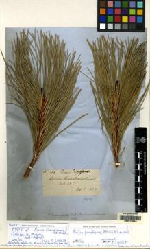 Type specimen at Edinburgh (E). Murray, Andrew: 705. Barcode: E00078601.