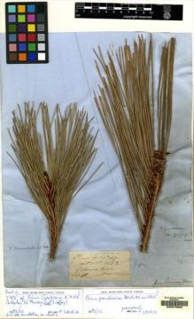 Type specimen at Edinburgh (E). Murray, Andrew: 705. Barcode: E00078602.