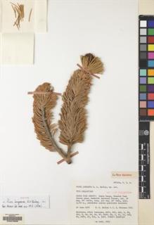 Type specimen at Edinburgh (E). Bailey, Dana; Whitson, J: 7001. Barcode: E00078688.
