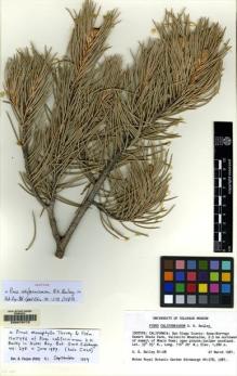 Type specimen at Edinburgh (E). Bailey, Dana: 81-80. Barcode: E00078772.