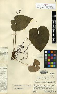 Type specimen at Edinburgh (E). Kingdon-Ward, Francis: 1660. Barcode: E00078799.