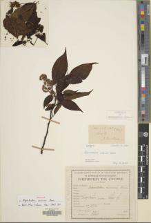 Type specimen at Edinburgh (E). Cavalerie, Pierre: 2995. Barcode: E00078889.