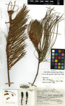 Type specimen at Edinburgh (E). Grierson, Andrew; Long, David: 2282. Barcode: E00078960.