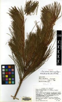 Type specimen at Edinburgh (E). Grierson, Andrew; Long, David: 2282. Barcode: E00078961.