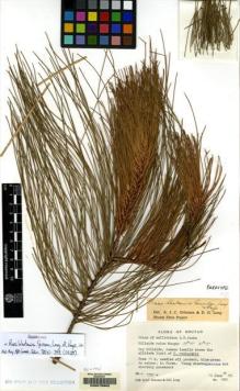 Type specimen at Edinburgh (E). Grierson, Andrew; Long, David: 1986. Barcode: E00078962.