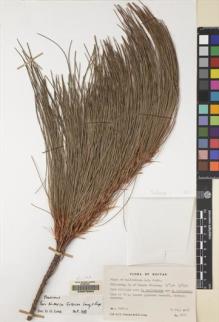 Type specimen at Edinburgh (E). Grierson, Andrew; Long, David: 2686. Barcode: E00078963.