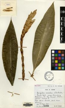 Type specimen at Edinburgh (E). Burtt, Brian; Martin, Adam: B.5302. Barcode: E00079368.