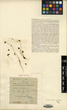 Type specimen at Edinburgh (E). Farrer, Reginald: 1211. Barcode: E00079815.
